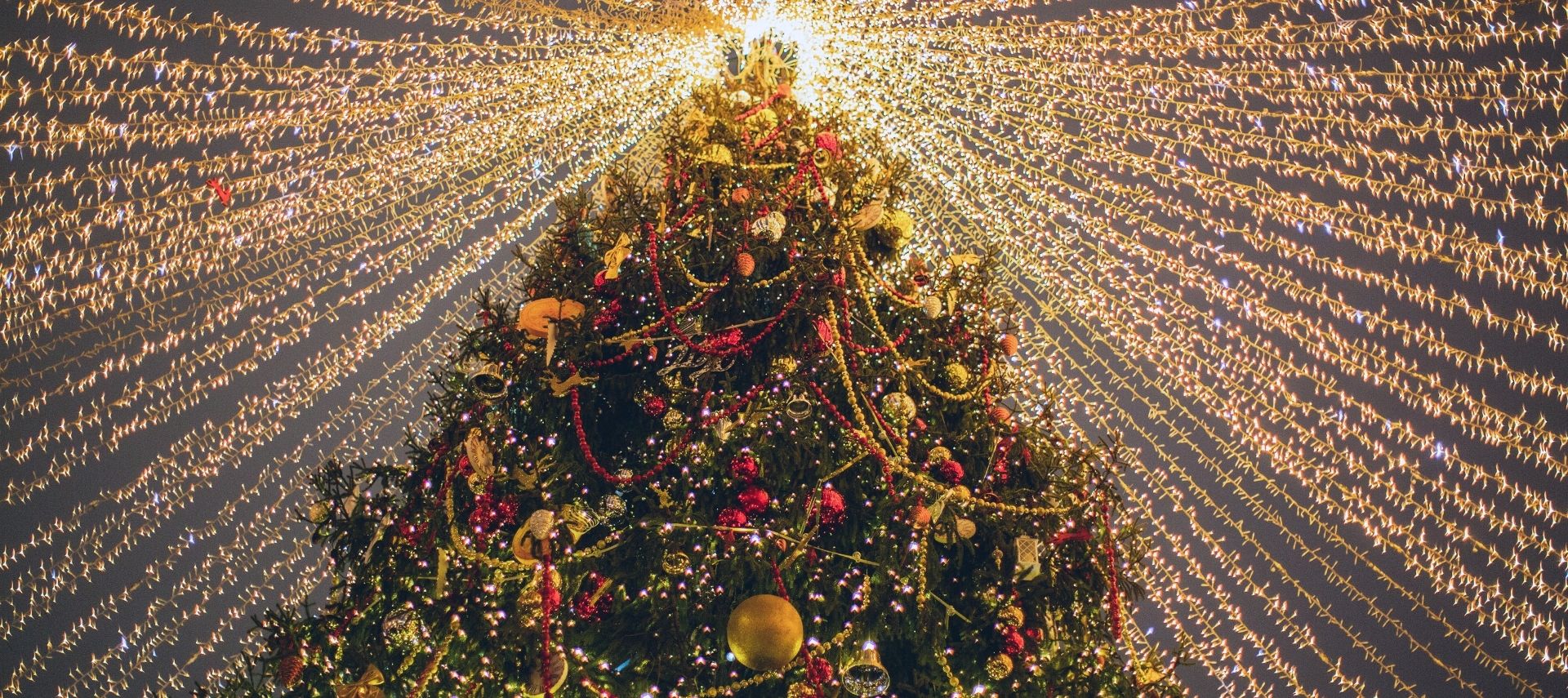 a large decorated christmas tree glowing with red and gold ornaments surrounded by strings of warm white lights stretching out above in every direction