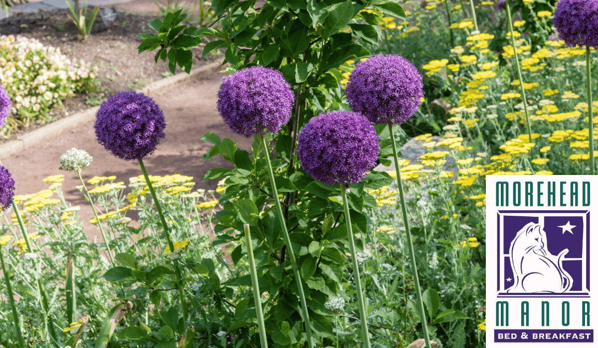 10 Naturally Beautiful Places in Durham purple flowers in bloom