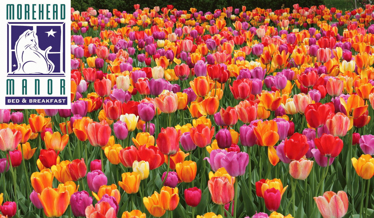 Delightful Duke Gardens tulips in bloom