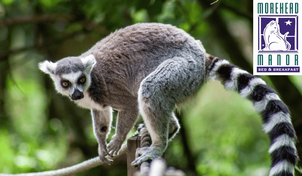 Duke Lemur Center in Durham, North Carolina lemur