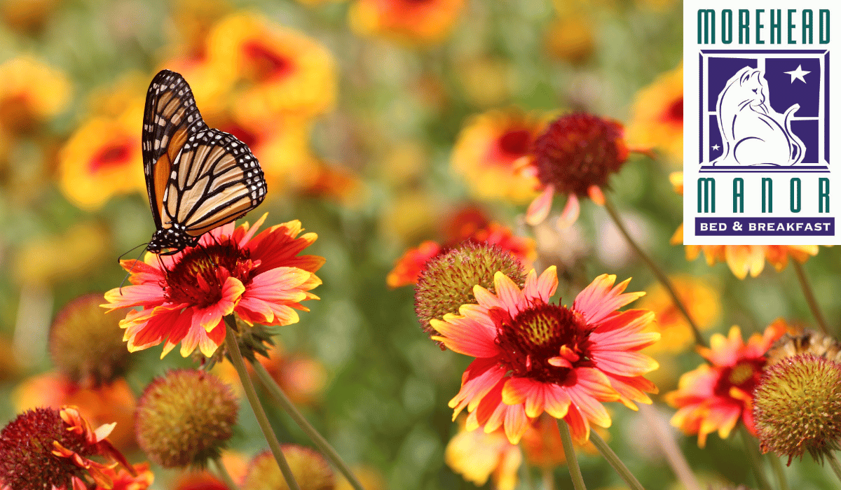 Durham Duke Gardens butterfly on flowers