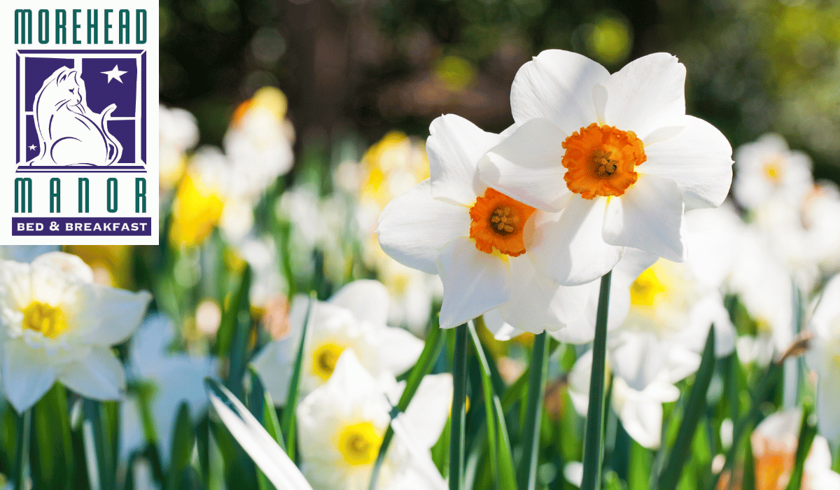 Durham's Sensational Spring Season Duke Garden Daffodils