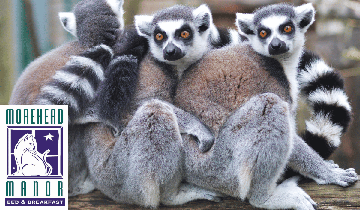 Endangered Lemur Population Increased By Triplets Born at Duke Lemur Center in Durham, North Carolina | pictured are 3 adult lemurs