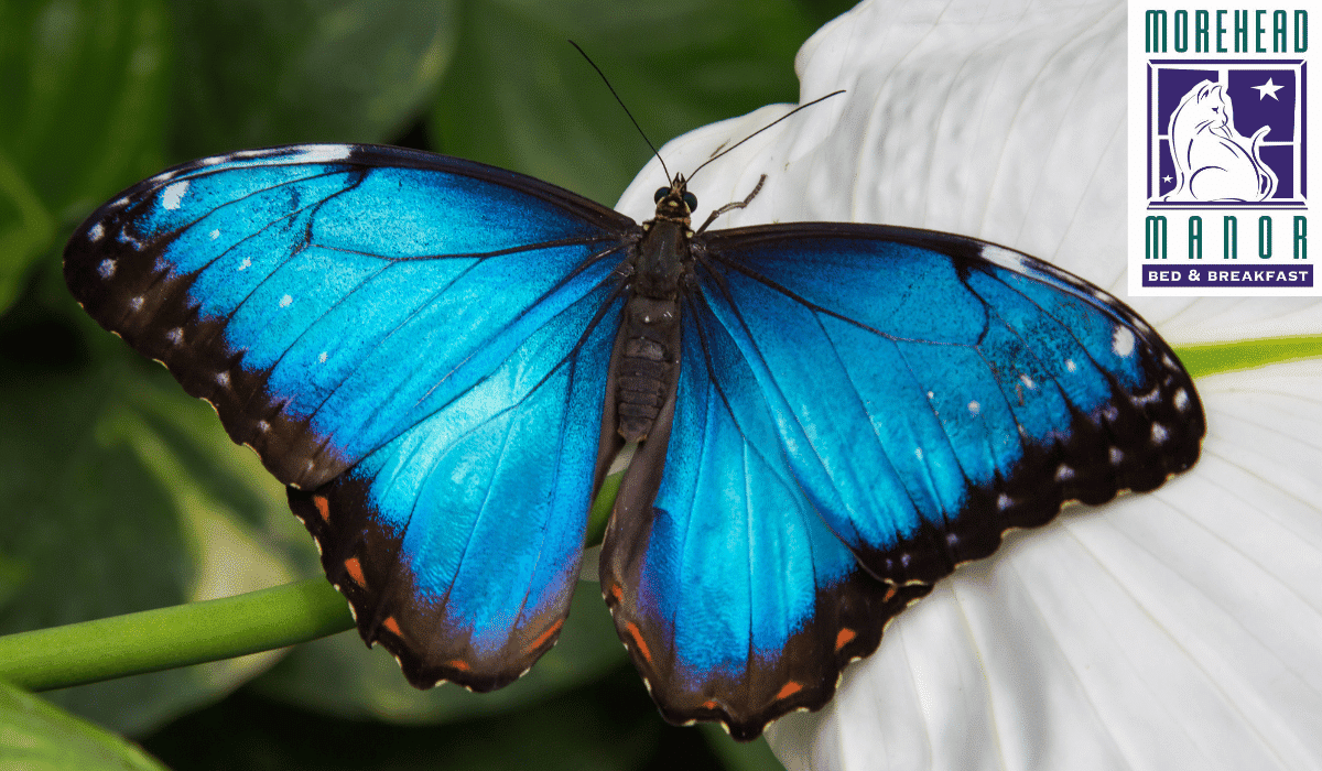 Magic Wings Butterfly House in Durham, North Carolina blue butterfly