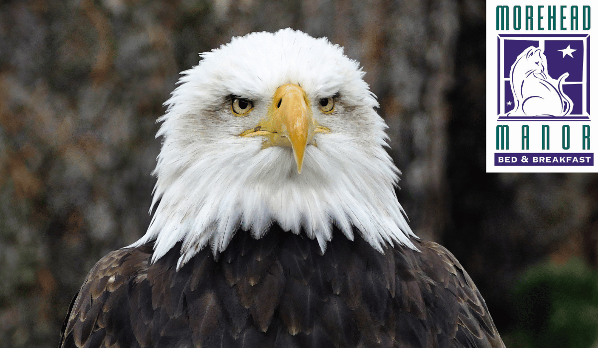 North Carolina Central University Bald Eagle