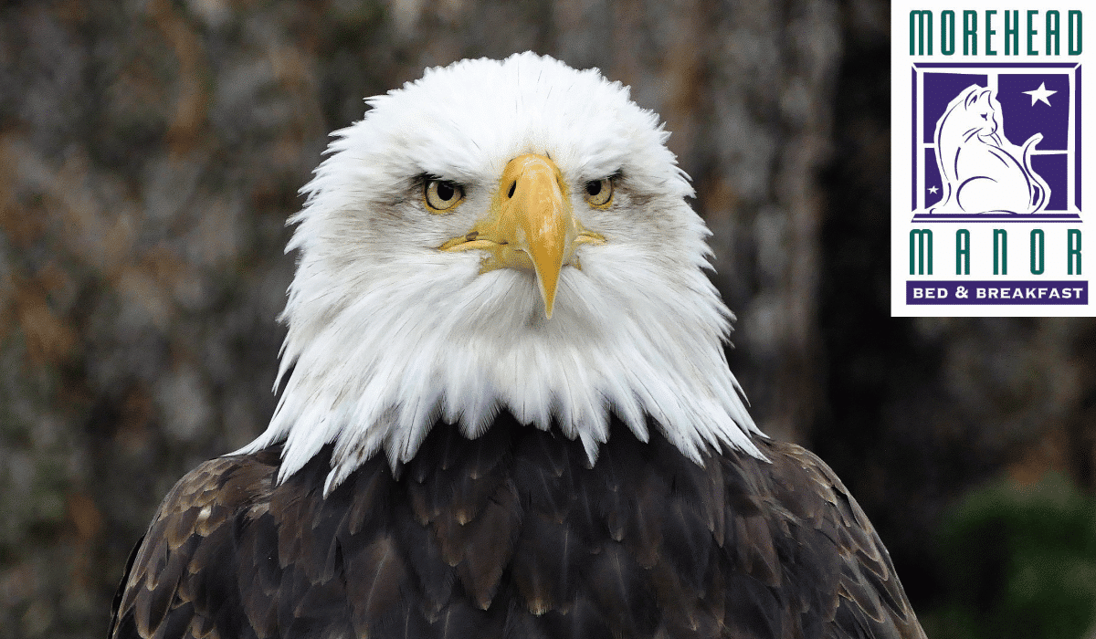 North Carolina Central University Bald Eagle