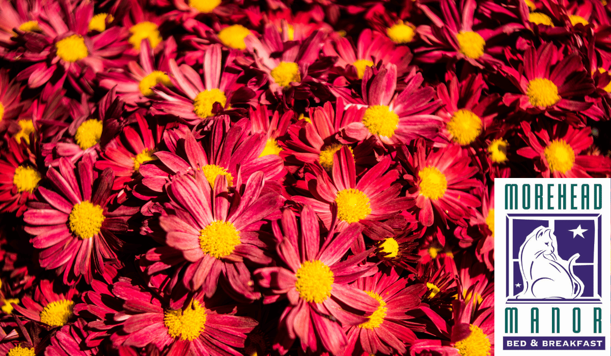 The Duke Gardens in Durham Fall Colors Mums