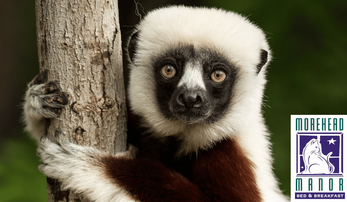 Duke Lemur Center lemur on a tree